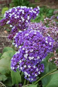 LIMONIUM PEREZII 'ATLANTIS', LAVANDA MARINA DE PEREZ - Imagen 1 de 3