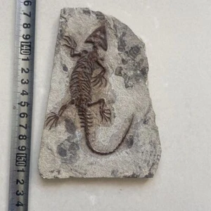 Colección única y auténtica de fósiles paleontológicos A003 - Imagen 1 de 3
