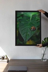 Ladybug Imagen Digital Imagen Foto Descargar Papel Pintado Arte Naturaleza Fotografía - Imagen 1 de 2