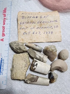 Esemplari fossili naturali baculite lumaca colata adrosauro ammonite roccia collezione - Foto 1 di 24