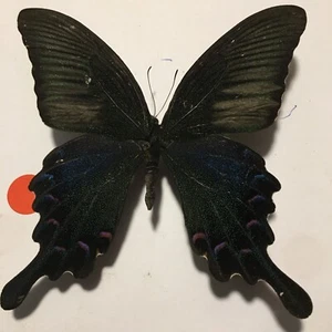 Insect/Butterfly/Moth Spread B2335 Rare Large Blue/Red Papilio bianor - Picture 1 of 4
