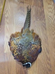 B4 Cuello Anillo Faisán Pollo Plumas Cola Cuerpo Piel - Imagen 1 de 5