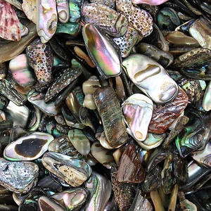 Chakra Stone Charm Paua Shell Fragment Reiki Healing Gift Tumbled Gemstone x10 - Picture 1 of 1