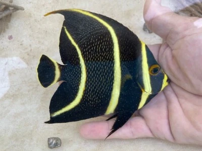 French Angelfish - Medium 3-5" (Pomacanthus Paru) Marine fish - Image 1 of 3