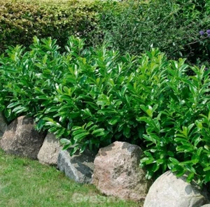 Kaukasische Lorbeerkirsche 80-100cm - Prunus laurocerasus - Bild 1 von 1