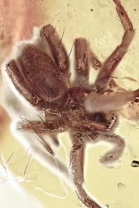 SCHWARM von 4 SPINNEN Araneae Fossil Einschluss echter OSTSEEBERNSTEIN + HQ Bild 250115 - Bild 1 von 9