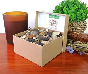 Große Fossil Box Auswahl 80 Haizähne Ammonit Gastropode Trilobit Geschenkbox - Bild 1 von 11
