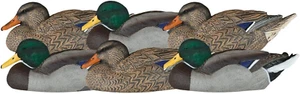 Mallard Resting Floating 6 Pack Y - Picture 1 of 3