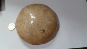 Excelente dólar de arena Clypeasteroid fósil estrella pulida perfecta 3 y 5/8" - Imagen 1 de 4