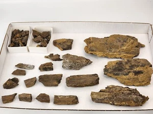 Sauropod Dinosaur Limb Fossil Prep Project - Morrison - Self Dug - Big Horn, WY - Picture 1 of 24