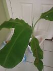 Plantain Plant Platano Macho Big Tree May I Have To Trim The Leaves To Fit 40 In