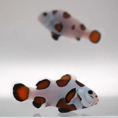 Par de peces payaso Mocha Storm x Mocha Super Storm WYSIWYG J23 Foto 1 de 2