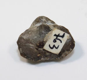 Brachiopode, Gypidula sp., Devon, Gees b. Gerolstein, Eifel, Repubblica Federale Tedesca - a517 - Foto 1 di 5