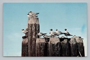 Postcard Seagulls Outer Banks North Carolina - Picture 1 of 2