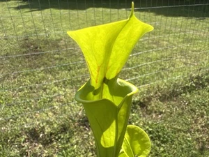 SARRACENIA FLAVA FLAVA “HONEYSUCKLE RD, DORCHESTER CO, SC”. KLEIN. LARGE. - Picture 1 of 6