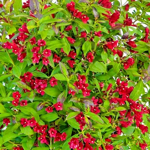 Weigela Florida Camouflage - XXL 3Lt Large Pot - Flowering Hardy Deciduous Shrub - Picture 1 of 16