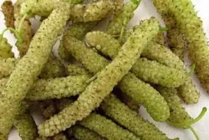 Giant White Pakistani Mulberry, Long, 15 Fresh Seeds for Planting - Picture 1 of 2