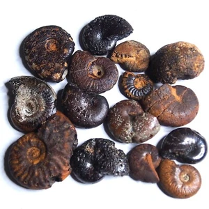 15 Stück 15-29 mm Ammonit Hämatit Marokko Jura Fossil Ammoniten 1211 - Bild 1 von 6