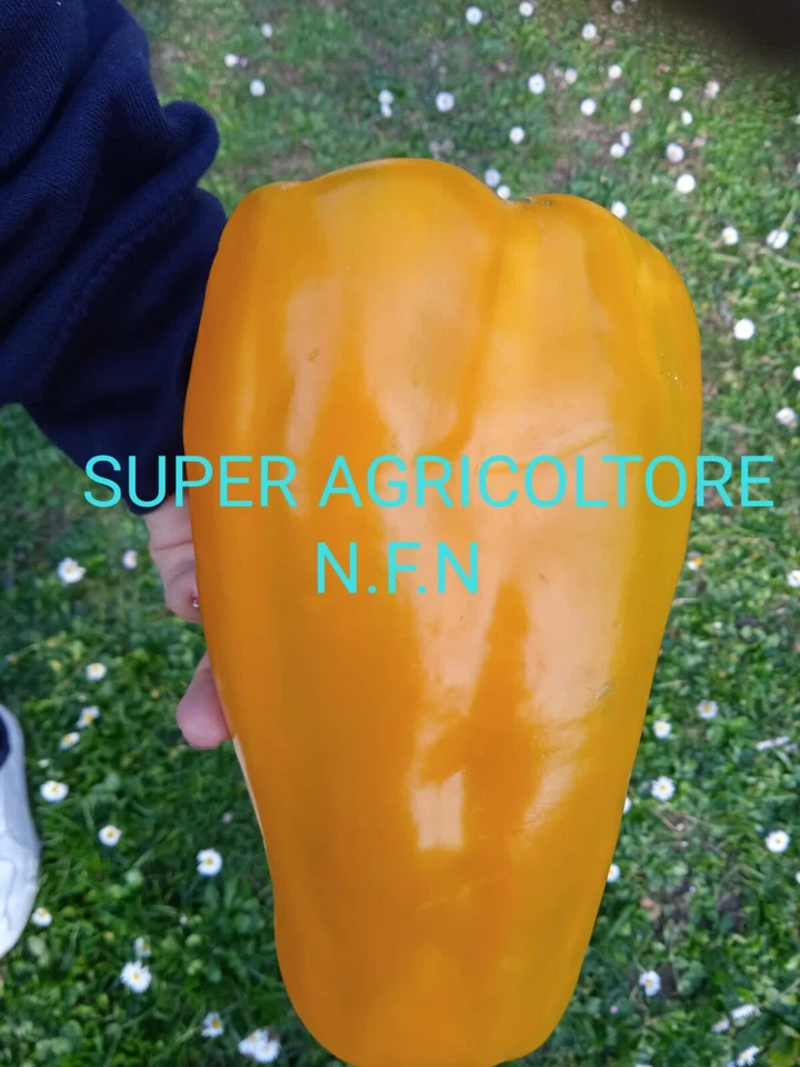 30 Semi Peperone Giallo Gigante Semi Garantiti Peperoni Giganti - Immagine 1 di 1