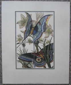 Stampa farfalla luminosa e bella, #9306 © 1997 Old World Prints Ltd., nuova - Foto 1 di 2