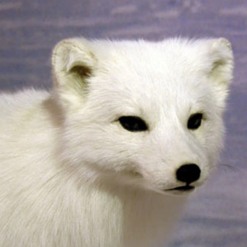 National Geographic Polar Explorer CDROM CD - Image 1 of 1