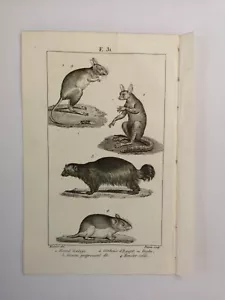 BRETT / GRAVUR von 1816 - SÄUGETIERE / HAMSTER / GERBOISE (E31) - Bild 1 von 2