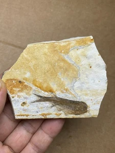 66g Jurassic Period lycoptera fish rock specimen Western Liaoning china - Picture 1 of 16