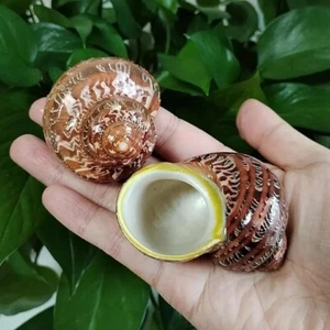 04 Large Natural Petholatus Brown Turbo Seashells Hermit Crab Under 2.5" In - Picture 1 of 3