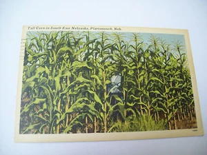 HOHER MAIS IN SÜDOSTEN NEBRASKA, PLATTSMOUTH, NEB. - Bild 1 von 1