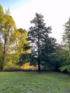 Eastern Cedar Sapling Live Plant in Handmade Tree Stump Vase, Great Father's Day - Picture 1 of 4