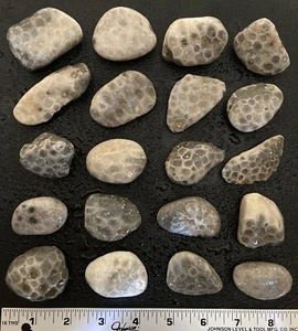 20pc BULK Michigan Petoskey Stones (Hexagonaria) - Natural Fossils 2LBS - Picture 1 of 6