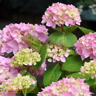 10 Stück Hydrangea Marophylla rose, rosa blühende Bauernhortensie