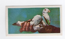 National Pets 1961. #44 Pigeon