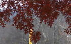 PRE SALE Scarlet Oak tree seed ling bonsai shade quercus coccinea acorn