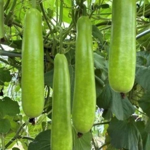 35pcs Long Bottle Gourd Seeds - Non-GMO Calabash Gourd Seeds for Planting - Picture 1 of 7