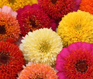 ZINNIA SCABIOSA MEZCLA FLORAL Zinnia Elegans - 1.000 semillas a granel - Imagen 1 de 1