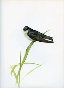 J F Lansdowne TREE SWALLOW wild bird illustration 1968 vintage color print - Picture 1 of 4