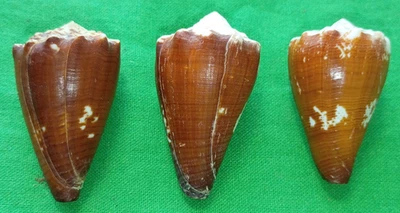 Conus brunneus #M0954 Panama 37-42mm - Image 1 of 4