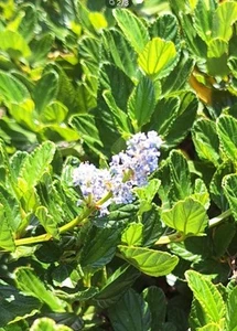 Organic Live California Lilac (Ceanothus Horizontalis) 10 Cuttings,Blue Blossoms - Picture 1 of 5