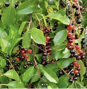 6-10” Tall 1- LIVE PLANTS WILD BLACK CHERRY TREES PRUNUS SEROTINA EDIBLE FRUIT - Picture 1 of 3