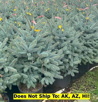 Fat Albert Colorado Blue Spruce Tree in 1GalPot Outdoor Evergreen Deer Resistant - Image 1 of 2