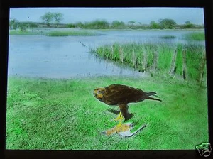 Glass Magic Lantern Slide EUROPEAN BIRDS OF PREY NO3 EAGLE ORNITHOLOGY PHOTO - Picture 1 of 2