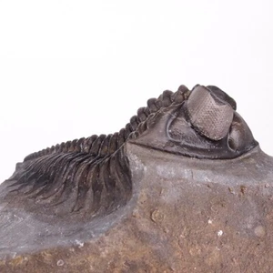 TRILOBITE Coltraneia oufatenensis - Imagen 1 de 6