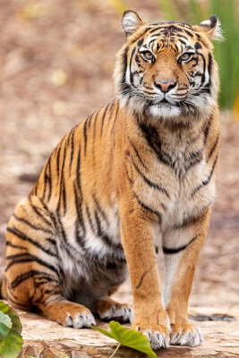 Tiger Psychedelic Wild Animals Africa Cat Wall Art Home Decor - POSTER 20x30 - Image 1 of 3