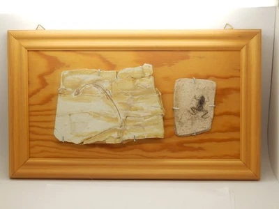 Fossil Frosch und Schwimmsaurier, ca 18x12, 9x6,5 cm, China, aus alter Sammlung - Bild 1 von 4