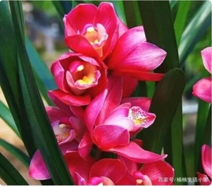 Cymbidium sp. 大花蕙兰  "红将军(Red General)",bloom size 4+ pseudobulbs, - Picture 1 of 3