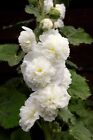 Hollyhock ? Chaters White - 50 Seeds