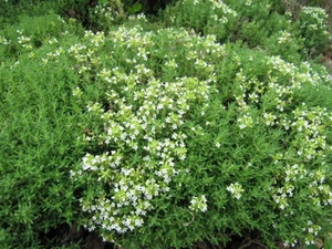 Huile essentielle Thym Blanc à Thymol 250 ml - Imagen 1 de 1