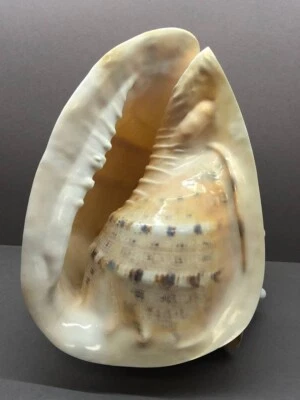 Cassis Cornuta 27 cm Large F+++, Sea shell, Horned helmet, Cassidae, home decor - Image 1 of 4