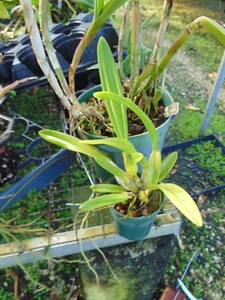 Schomburgkia crispa 4" pot and near bloom size RARE SPECIES NICE PLANT - Picture 1 of 1